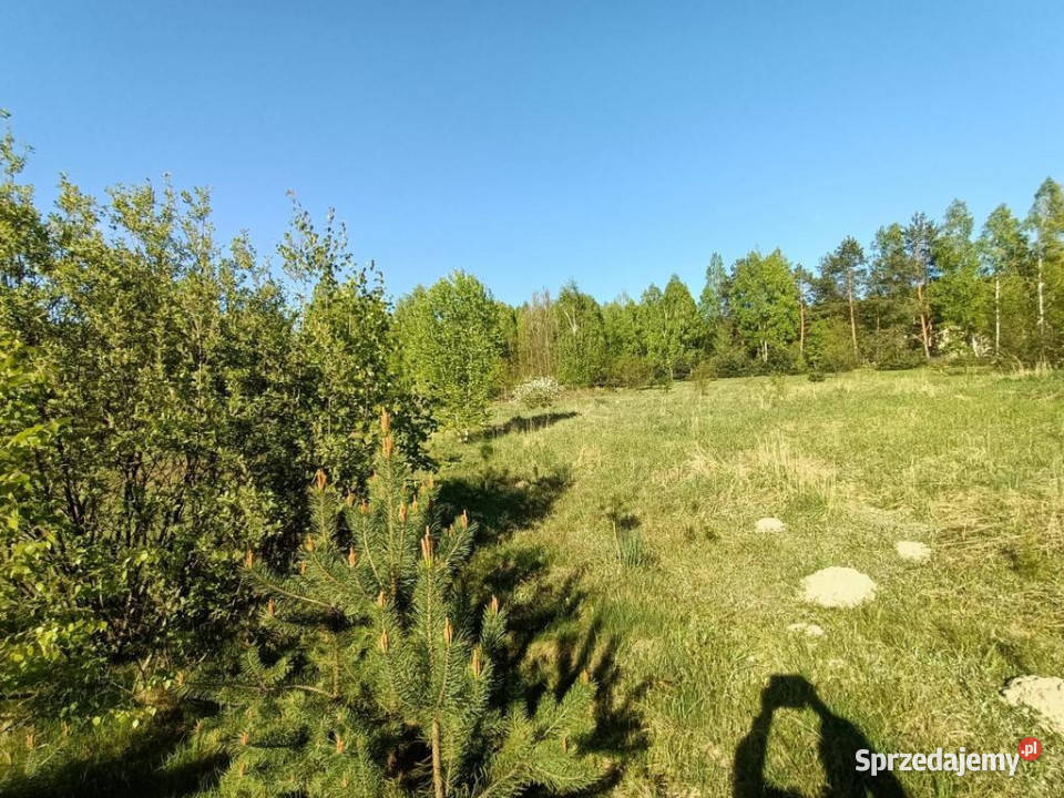 Dom na działce 4200 m2 w Gródku gm Policzna Gródek