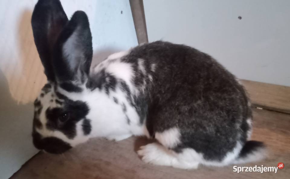 Samica srokacz królik Zajączki Pierwsze sprzedam