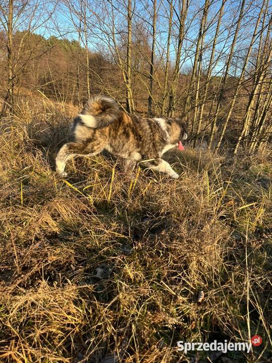 Ostatnia Japońska Akita Inu Okazja
