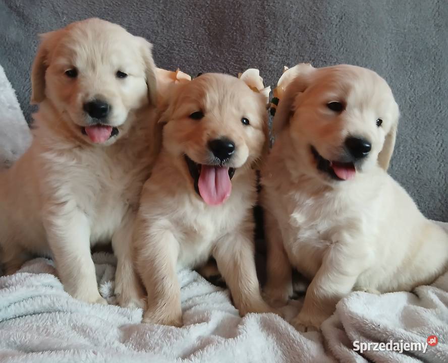 Golden Retriever śliczne szczenięta Toruń