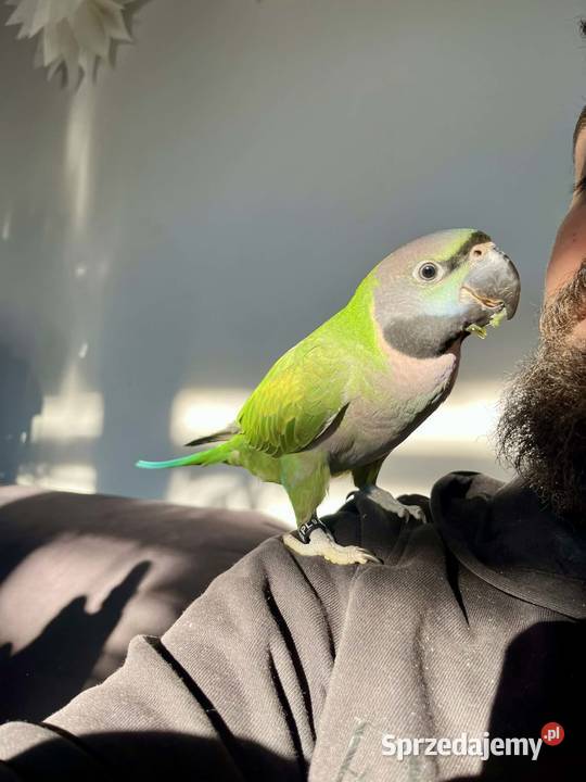 Aleksandretta Chińska 2025 śląskie Zebrzydowice sprzedam