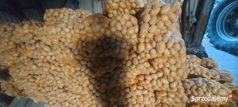 Ziemniaki Soraya Bellarosa Baltic Rose Rosiejów