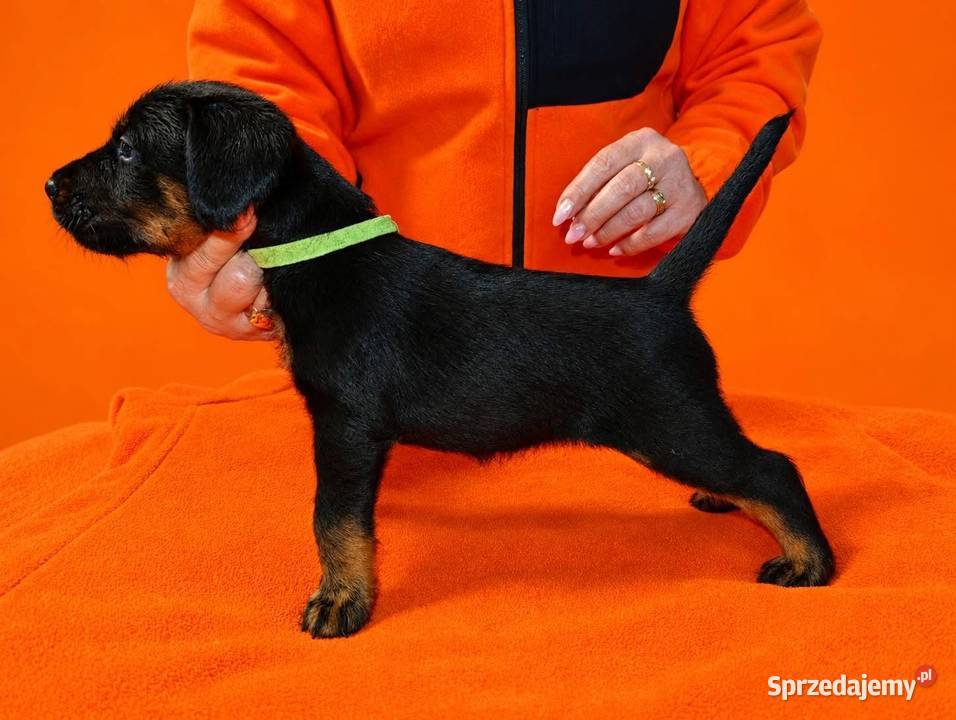 Terrier Niemiecki ZKwP łódzkie Sieradz