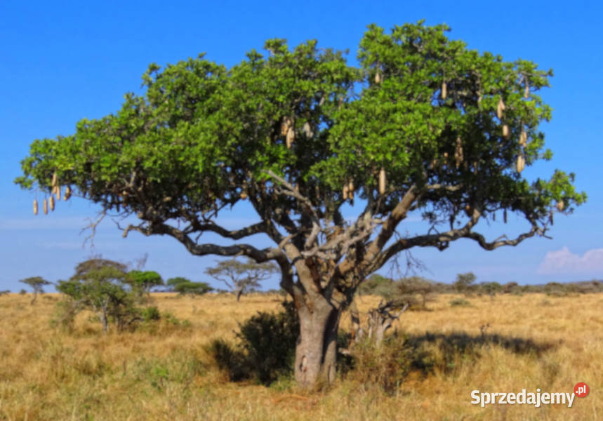 KIGELIA AFRYKAŃSKA Kigelia pinnata NASIONA 80 kujawsko-pomorskie Lubanie