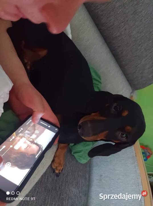 Jamnik krótkowłosy standardowy czekoladowyczarny Glinojeck