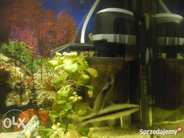 akwarium 70l komplet okazja sprzedam