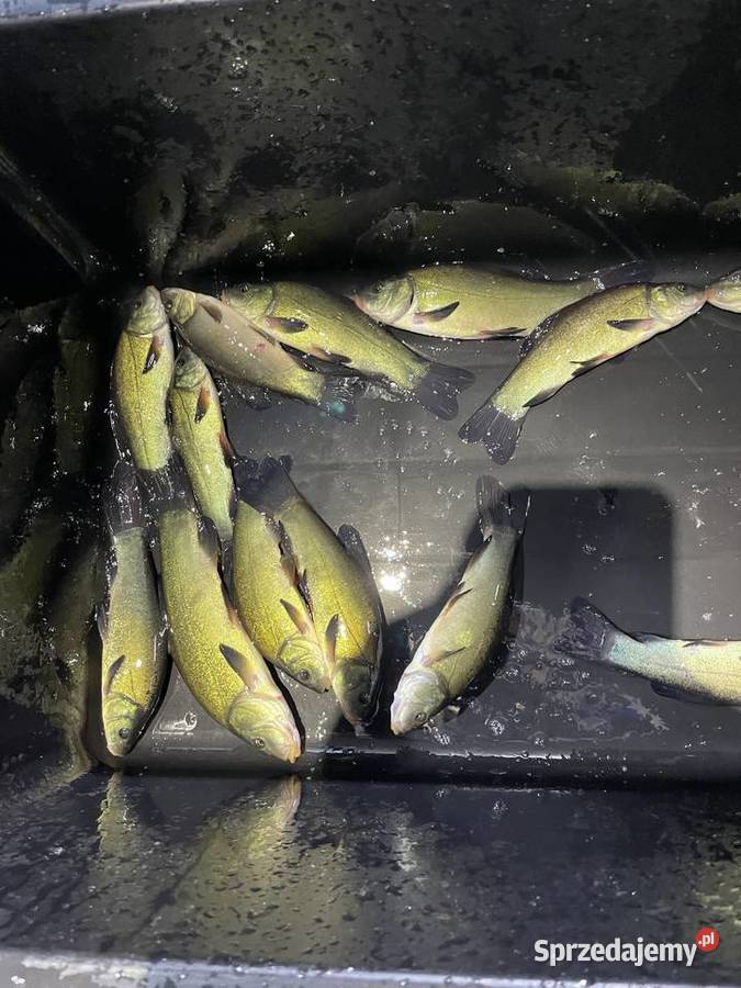 Narybek lina 1418 Suwałki