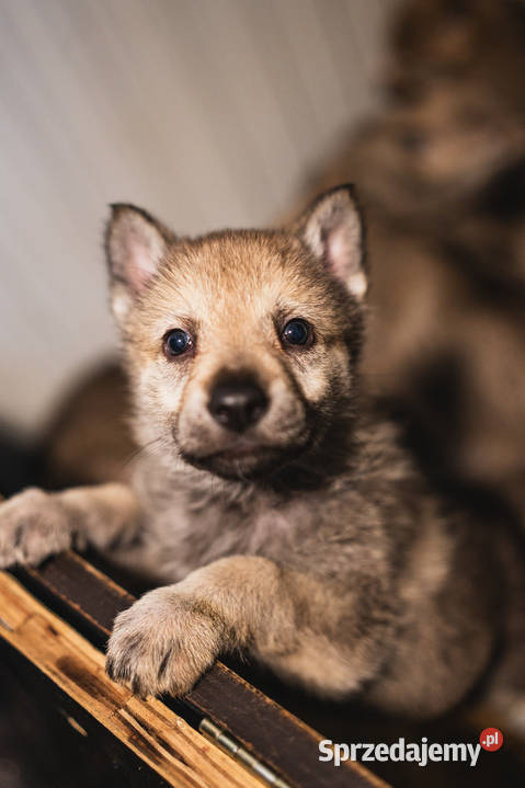 Wilczak czechosłowacki Sprzedam małopolskie
