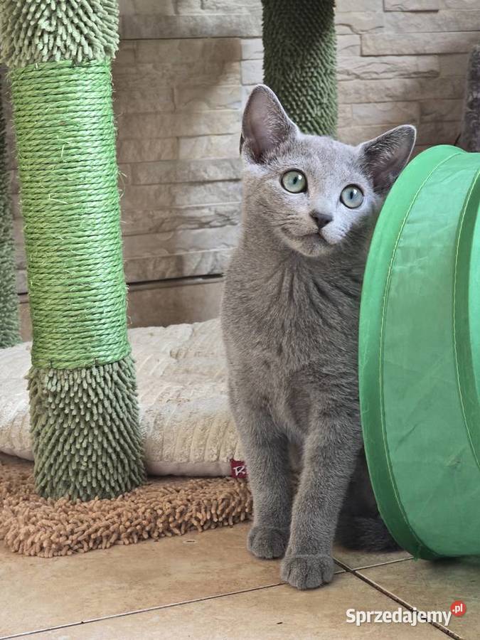 Rosyjskie Niebieskie mazowieckie Józefów