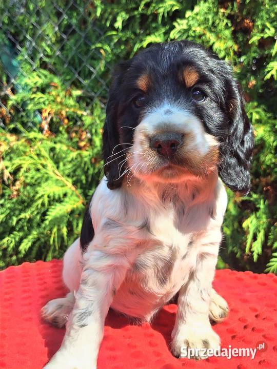 Cocker spaniel angielski Kowal