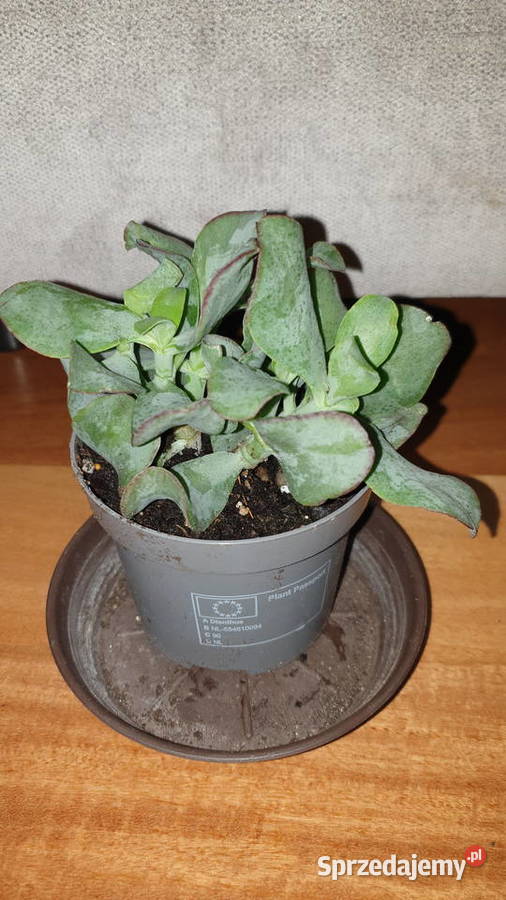 grubosz Arborescens undulatifolia Blue Hale nie Warszawa