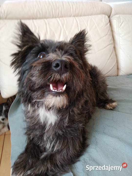 Cairn terrier suczka szczeniaki