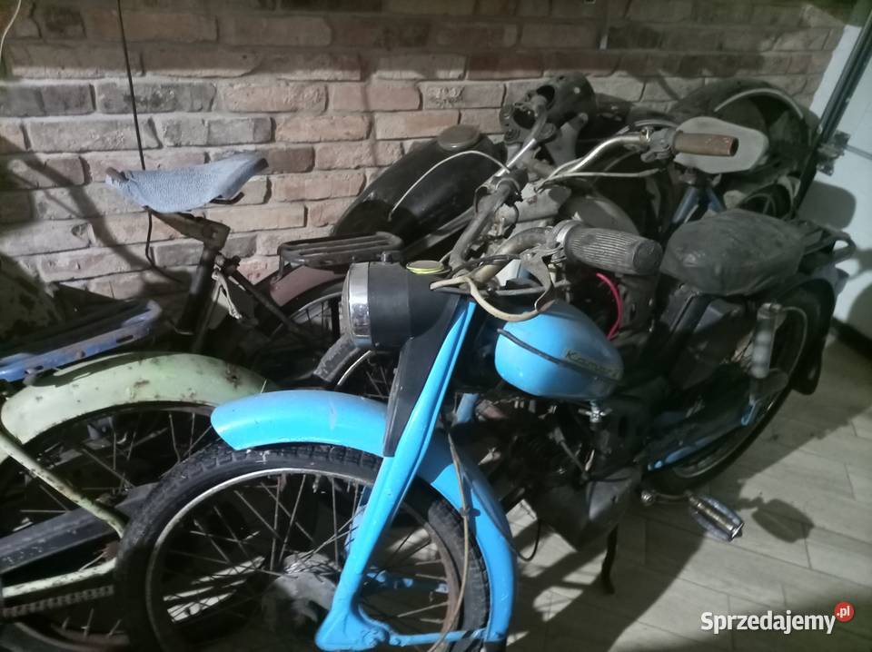 Komar sztywniak Nowogród Bobrzański