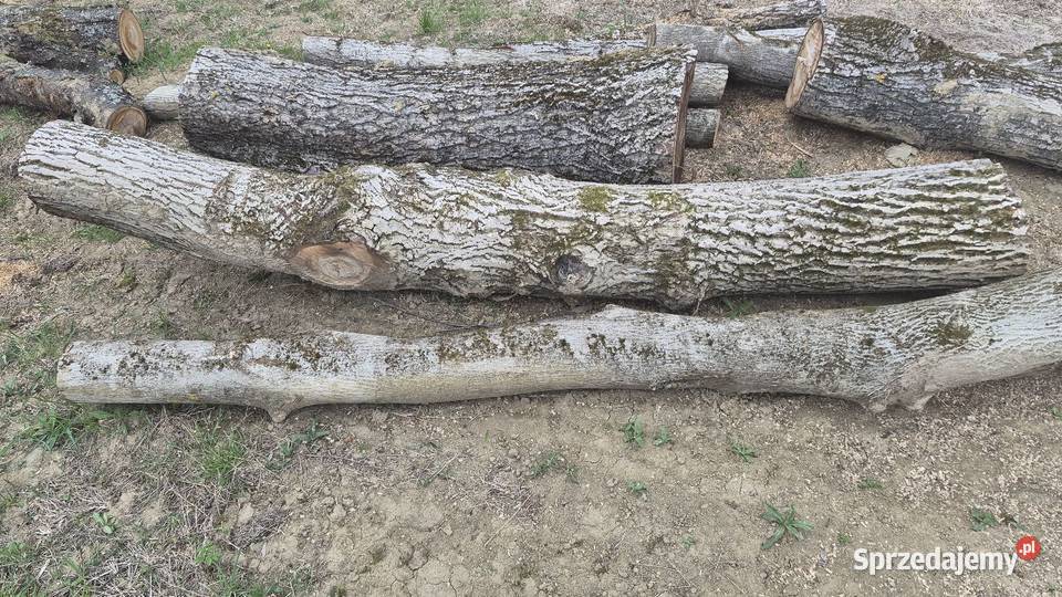 Orzech włoski kłody Tarnów