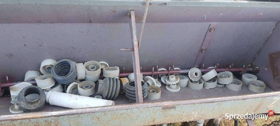 Siewnik poznaniak Sanok