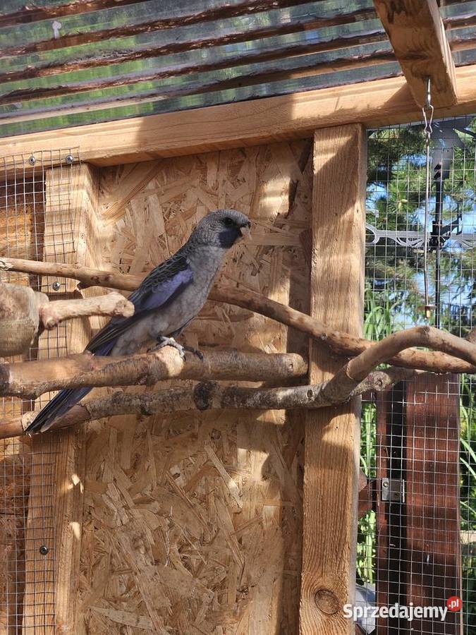 Rozelle Królewskie niebieskie Ptaki Poznań sprzedam