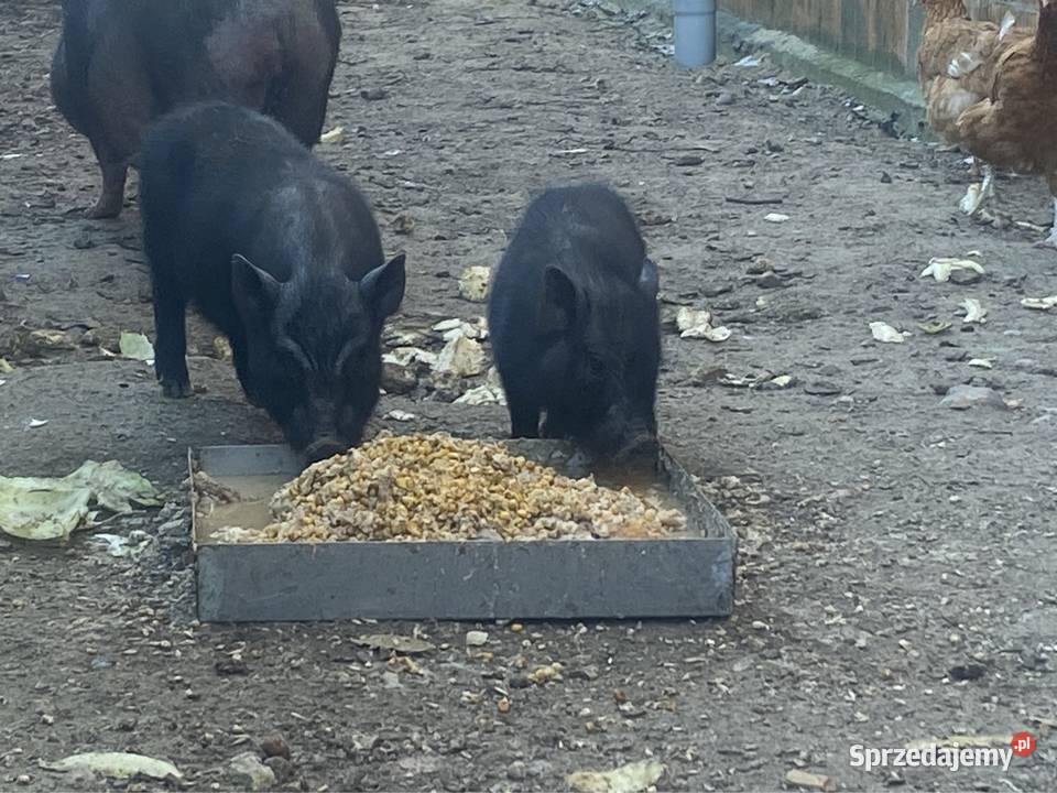 Świnki Wietnamskie półroczne knurki BEZ