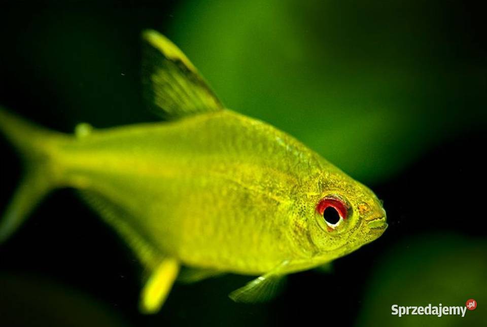 Bystrzyk pięknopłetwy Hyphessobrycon Ryby pomorskie Gdańsk