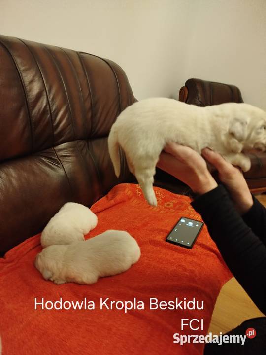 Szczeniaki Polski Owczarek Podhalański podkarpackie Rzeszów sprzedam