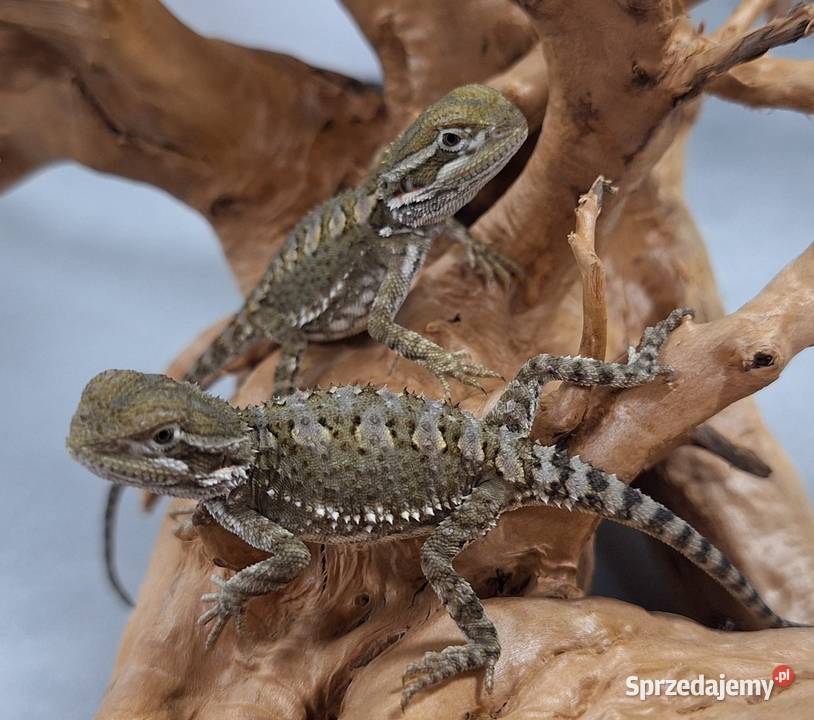 Agama brodata karłowata Wołomin