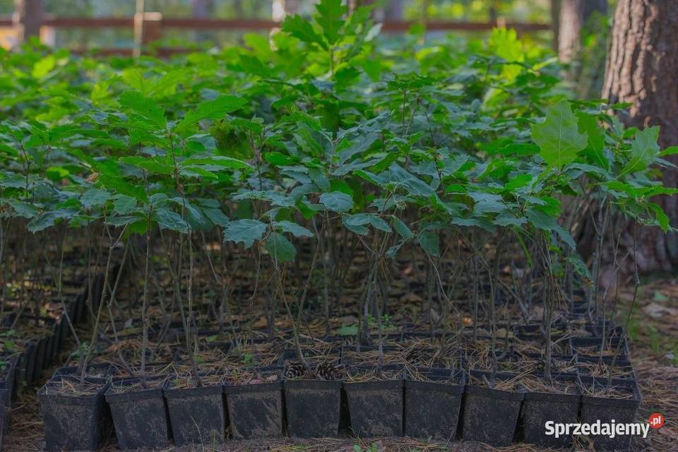 Dąb czerwony Quercus rubra wys 5070 donica 1 l sprzedam
