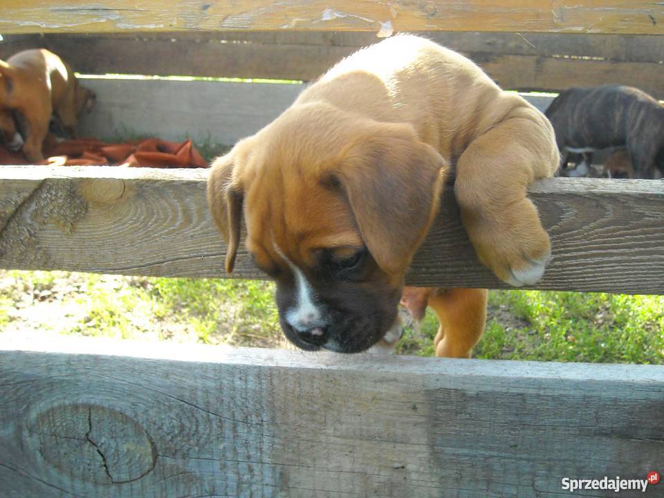 Bokser kujawsko-pomorskie Lipno