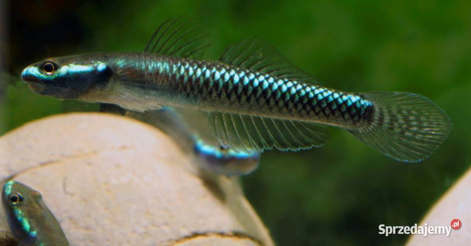 Babka semoni Stiphodon semoni SPRAWDZ NASZE