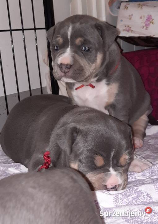 Amstafy TRICOLOR DO REZERWACJI Amstaff Dęblin sprzedam