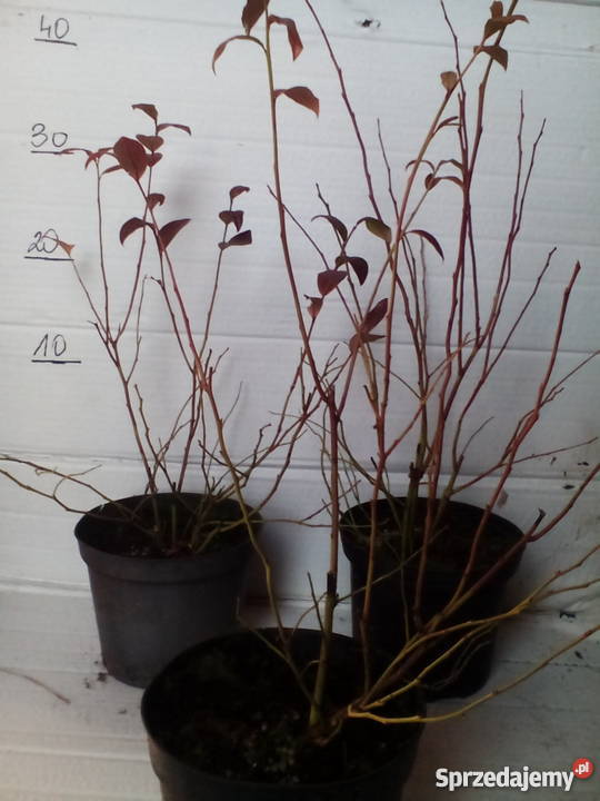 sadzonki borówki amerykańskiej 2L Zgierz