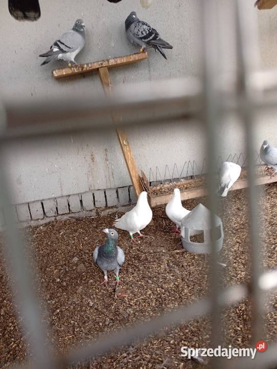 Kaczki staropolskiesprzedam gołębie biale sprzedam