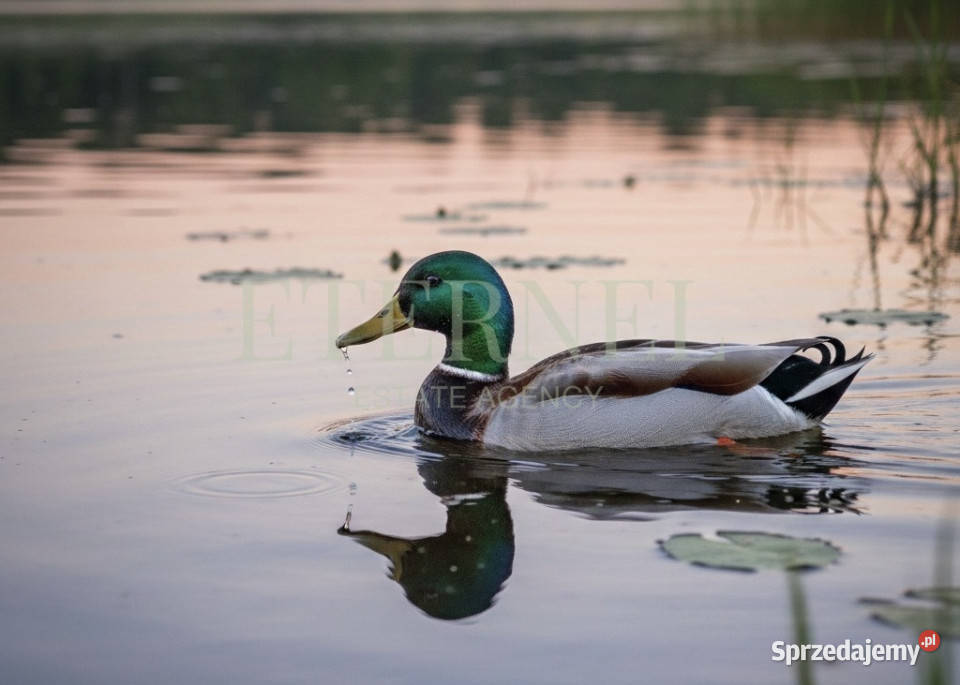 Działka budowlana stawem 12 arów Głęboka budowlana