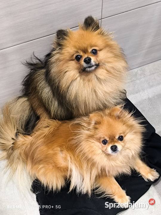 Szpic miniaturowy pomeranian piękne miniaturowe Mielec