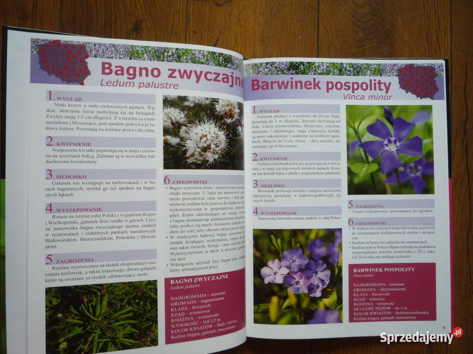 Nowa Książka Album Przewodnik Rośliny chronione Szczecin