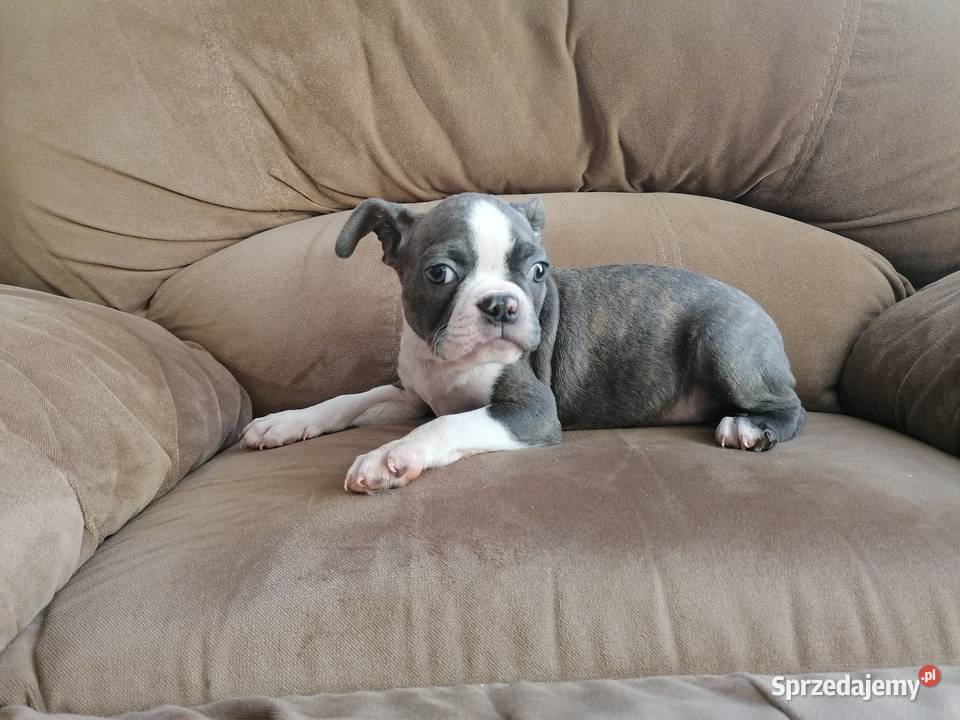 Boston Terrier Psy Warszawa