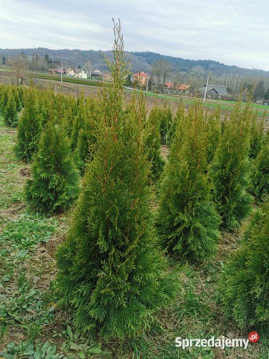 Tuje szmaragd 90 100 110 120 130 140 transport Kraków