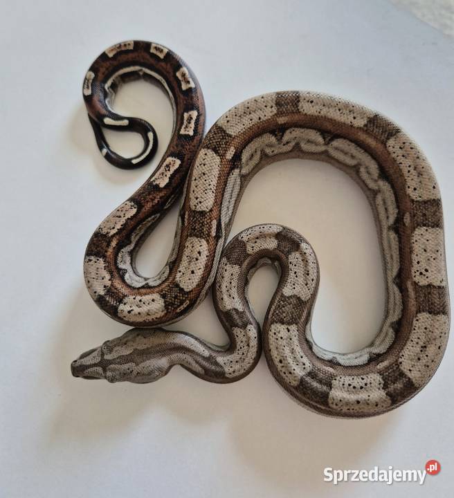 8 boa cesarski cb25 samica Gady i płazy Chrzanów