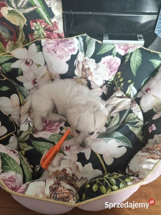 Suczka pół maltanczyk lubelskie Opole Lubelskie sprzedam