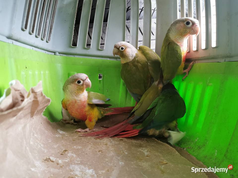 Rudosterka Rudisterki Pineaple Rozne wielkopolskie Poznań sprzedam