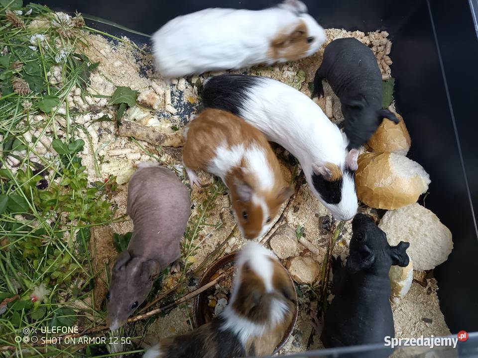 kawia skin łysa świnka morska Zwierzęta śląskie