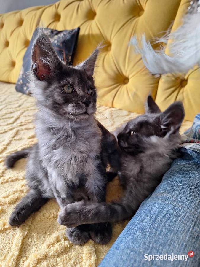Czarny srebrny Maine coon Żurawia