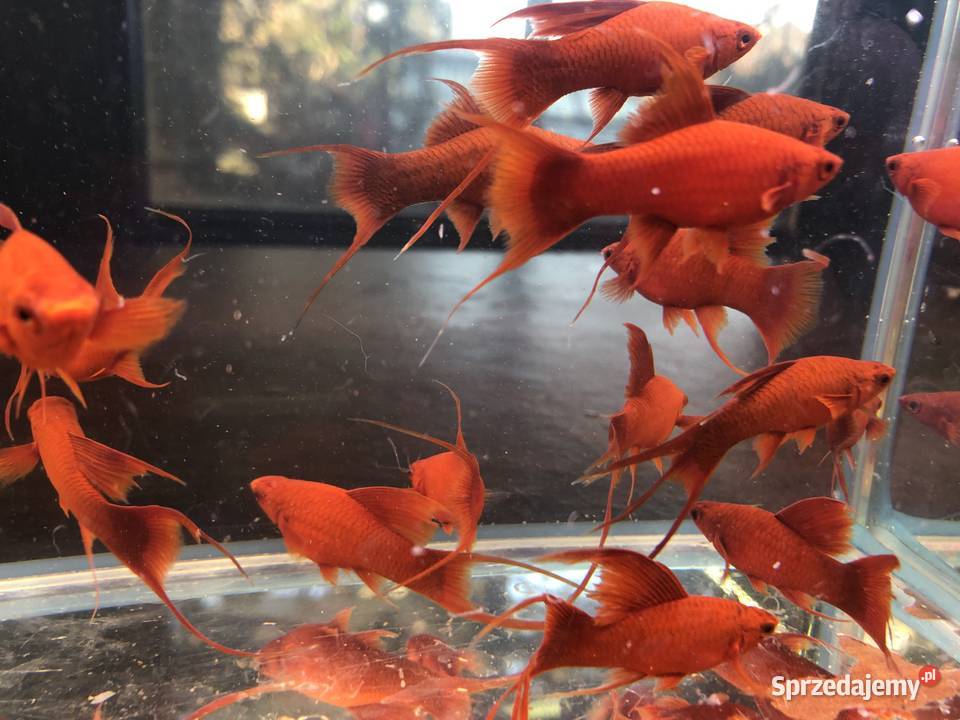 Mieczyk Lira samica ładne sprzedam