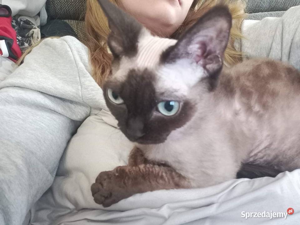 Kot devon rex 4 lata Koty Łódź