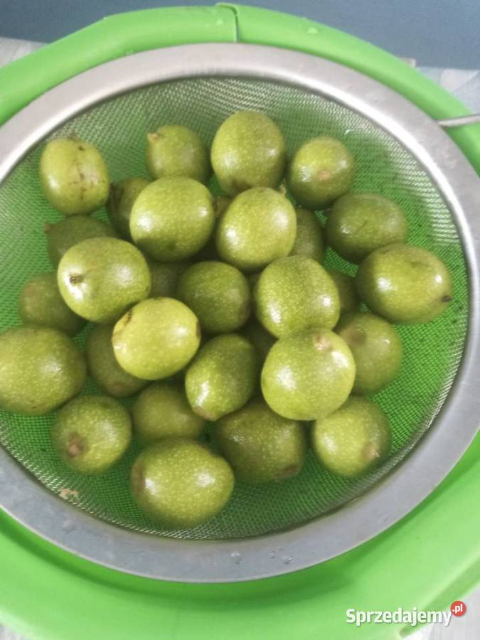 Orzechy włoskie zielone na nalewki i syropy