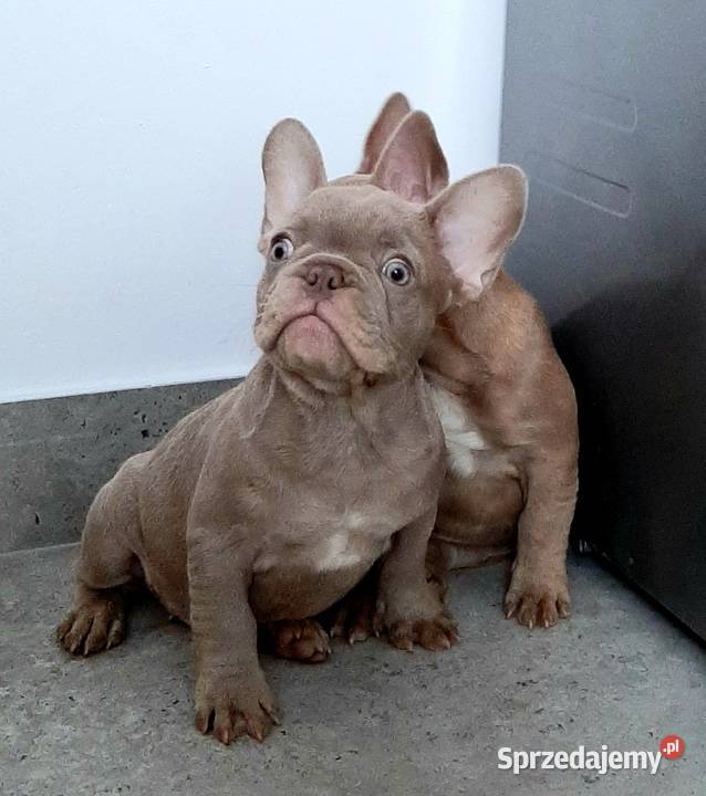 Buldog francuski pieski i suczki łódzkie Pabianice