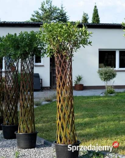 Wierzba pleciona SALIX Drzewko wiklinowe Żywe Gryfino