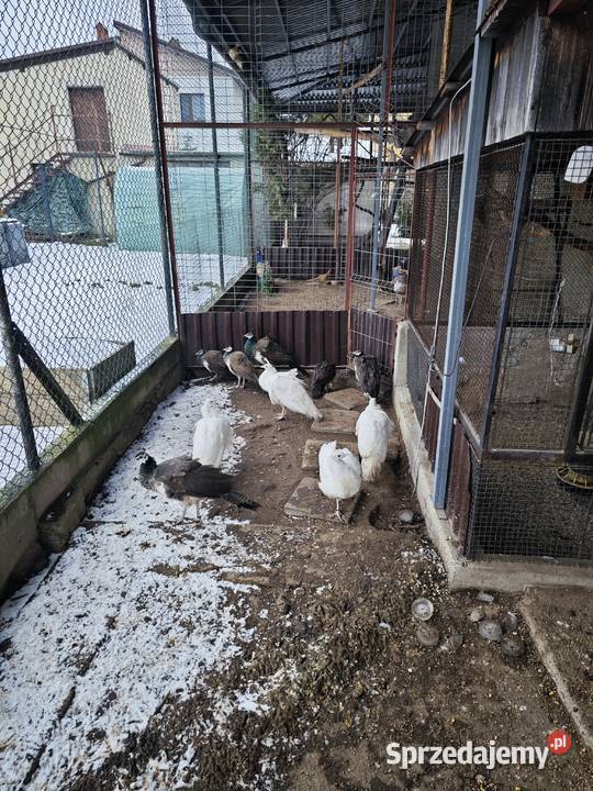 Pawie Kryry sprzedam