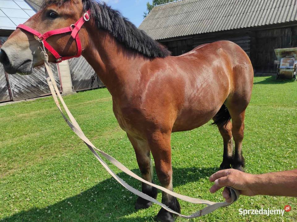 Sprzedam klacz rasy sokólskiej Czyże
