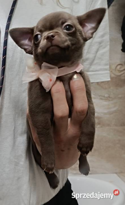 Chihuahua czekoladowa Warszawa