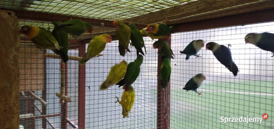 Sprzedam papugi czerwonoczelne i faliste Ptaki Sługocinek