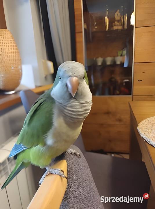 Papuga mnicha nizinna ręcznie karmiona